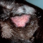 Bacterial skin infection on a dog