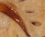 foolproofpieban_0