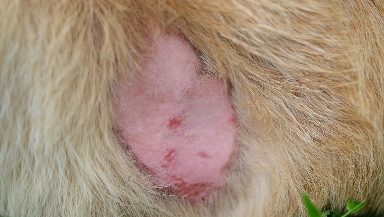 Yeast infection on a dogs skin